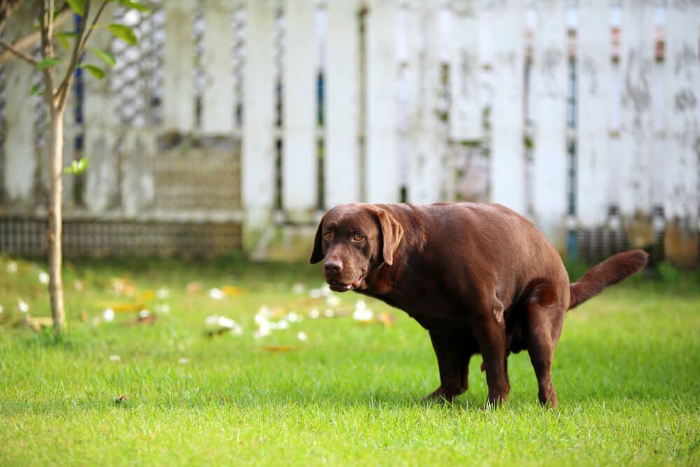 how to stop stray dogs from pooping in your yard