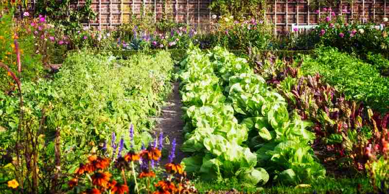 St. Louis gardening tips