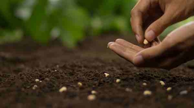 What Does It Mean to Direct Seed or Direct Sow Seeds