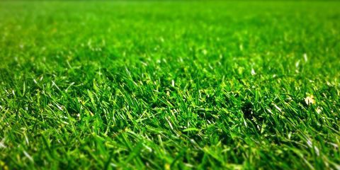 St. Louis Lawn Care Tips