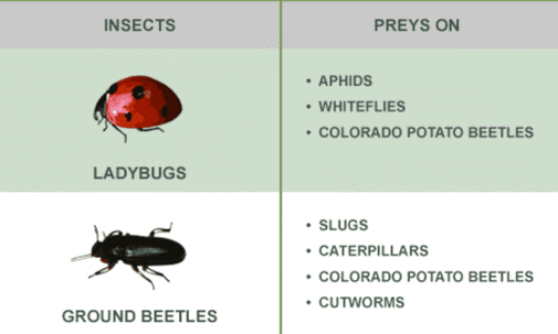 What Are Beneficial Insects?