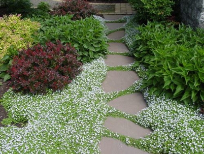 Benefits of Ground Cover