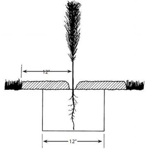 How to Plant Your Seedling Correctly