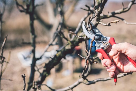 Winter Pruning Tips