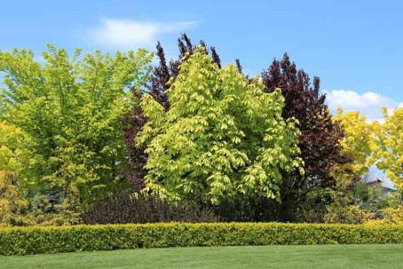 Inspect and Spruce Up Trees and Shrubs